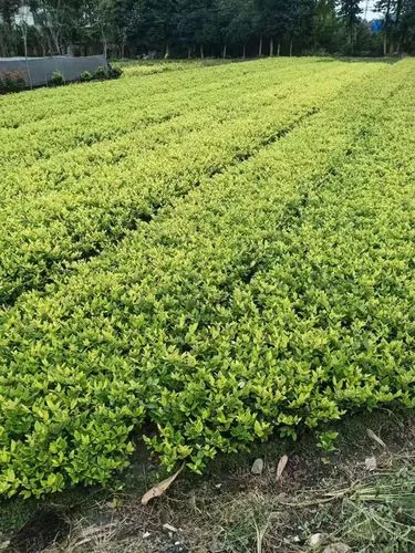 室内健身墙